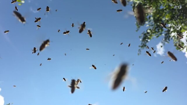 Active movement of bees during a good honey collection. Delivery of nectar and pollen by bees to the hive.