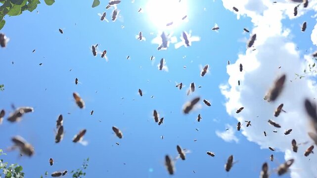 Active movement of bees during a good honey collection. Delivery of nectar and pollen by bees to the hive.