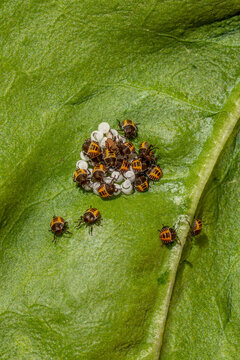 Newly hatched egg cluster (first instar nymph stage) of brown marmorated stink bug (Halyomorpha halys) on underside of a leaf