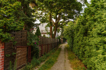 Fototapeta premium Narrow cobblestone path framed by tall green hedges and wooden fences in a lush summer garden, bathed in warm, peaceful suburban alleyway walk