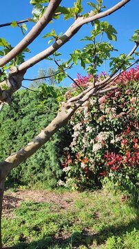  Jard&iacute;n mediterr&aacute;neo. Un arbusto de photinia en plena floraci&oacute;n primaveral. 