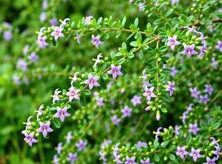 Obraz premium Small purple star shaped flowers bloom on woody branches of Lycium barbarum bush. Green leaves cover shrub stems in garden park. Spring season flora nature growth. Macro view of delicate petals,