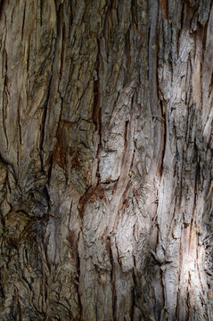 Texture of Robinia pseudoacacia bark white locust tree close-up