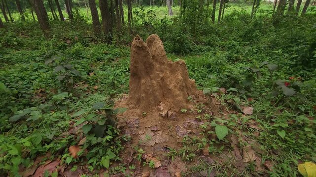 Termite Mound in Dense Green Forest, Natural Wildlife Habitat and Tropical Woodland 4K Stock Footage