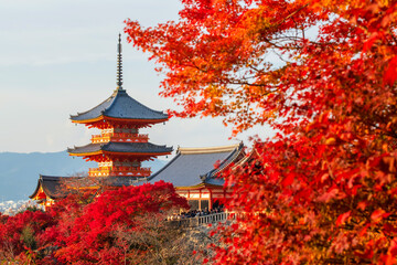 Naklejka premium Kiyomizu-dera pagoda with red maple leaf in fall at sunset, Kyoto