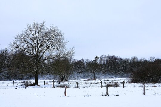 Snow-covered winter landscape with a bare oak tree in a meadow.