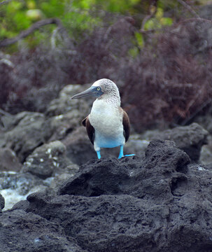Blue-footed booby bird (Sula nebouxii) walking on volcanic rocks
