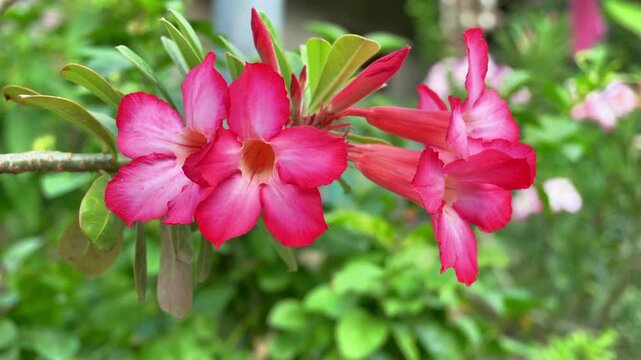 Close up of vibrant pink adenium desert rose flowers swaying gently in the summer wind against a blurred green foliage background