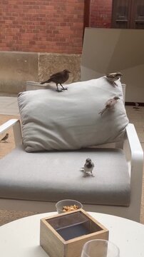 Aves reunidas en una terraza prepar&aacute;ndose para robar cacahuetes