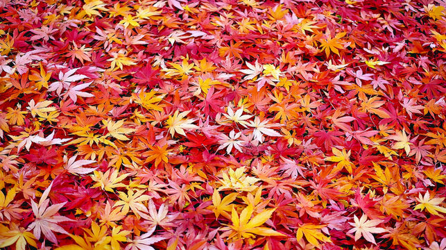 Close-up of vibrant fallen autumn leaves in shades of red, orange, and yellow, creating a beautiful natural carpet