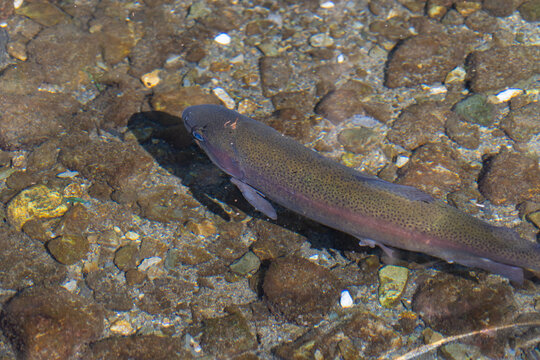 Grand poisson d&rsquo;eau douce dans une eau claire et peu profonde