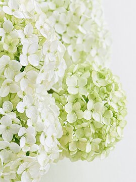 Close-up of delicate white and green hydrangea flower clusters with soft, natural lighting