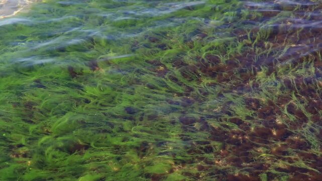 A close-up view of algae covered water surface