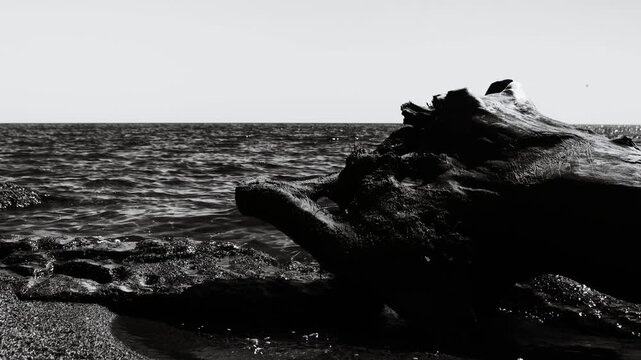 A monochrome  of a tree trunk lying on a sandy beach, with ocean waves in the background