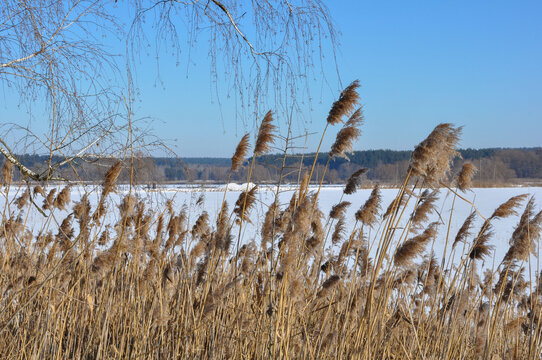 A beautiful winter landscape featuring dry yellow reeds (phragmites) in the foreground growing on the bank of a frozen, snow-covered lake or river. 