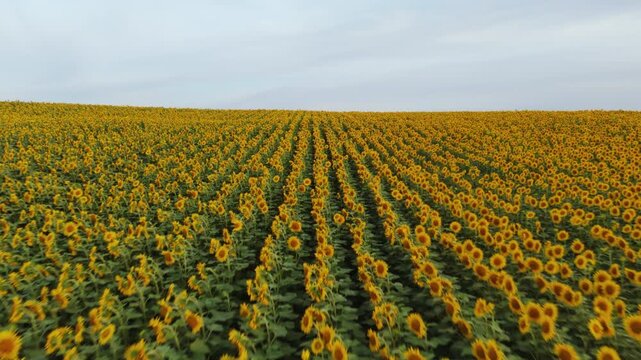 Drone flying over a large agricultural sunflower field for vegetable oil production on a beautiful summer day with a cloudy sky