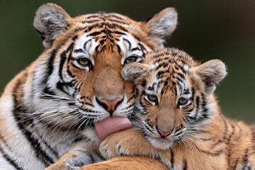 Obraz premium Tiger mother licking cute tiger cub close up affectionate portrait