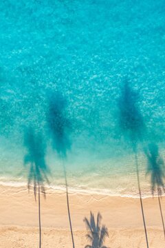 Picturesque aerial coconut palm shadows crystal turquoise sea soft sandy shore summer vertical. Minimal tropical ocean shore nature landscape design. Artistic drone geometry paradise scenic background