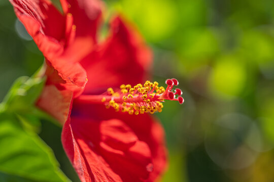 Beautiful red hibiscus blossom golden stamen detail dreamy green garden summer light blur foliage lush. Nature floral macro closeup wellbeing design. Exotic tropical scenic wallpaper art