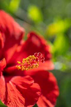 Vibrant sunny red hibiscus flower blooming lush green summer garden dreamy natural bokeh. Nature closeup sunshine floral wellbeing design. Exotic tropical macro wallpaper vertical background art