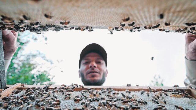 4k slow motion footage  of bee keeper check the bee hive .Close up shot selective focus super macro of bees on honey comb. Bees colony in beehives. Organic beekeeping natural products. Wax cells close