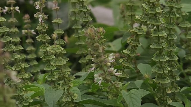Holy Basil Tulsi Flowering Inflorescence with Tiny White and Purple Flowers, Botanical 4K Stock Footage