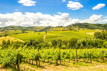 Naklejka premium Weinberge, Toskana, Italien 
