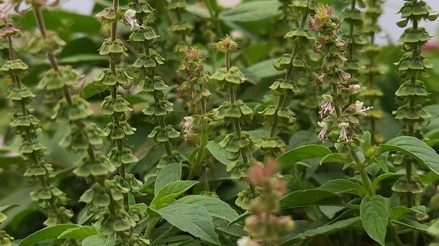 Holy Basil Tulsi Flowering Inflorescence with Tiny White and Purple Flowers, Botanical 4K Stock Footage