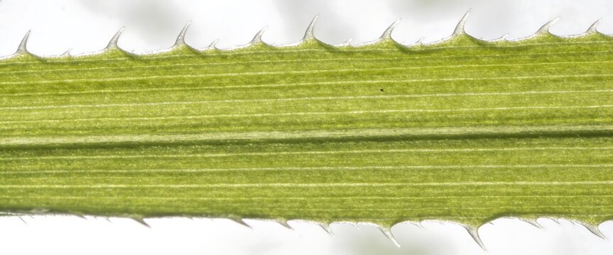 Macro shot of sharp green thistle leaf spines and texture