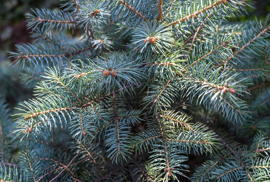 Blue spruce branches texture natural background