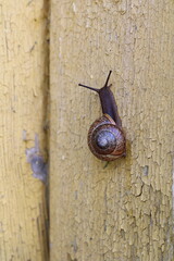 A brown snail is crawling along a yellow wooden wall. © Ира Якимчук