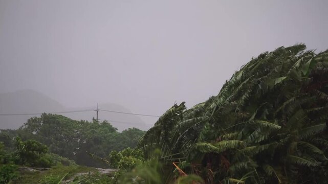 オウギバショウ、台風で横揺れ
