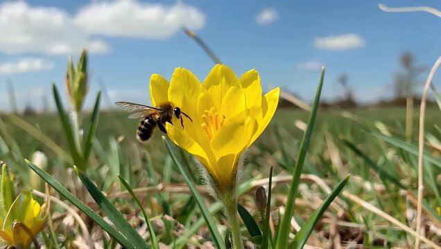 A honeybee collecting nectar while hovering around bright yellow crocus blossoms on a sunny day celebrating spring pollination and botanical beauty