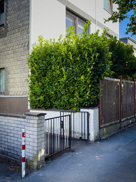 Kirschlorbeerhecke an einem Haus in Wuppertal, Deutschland