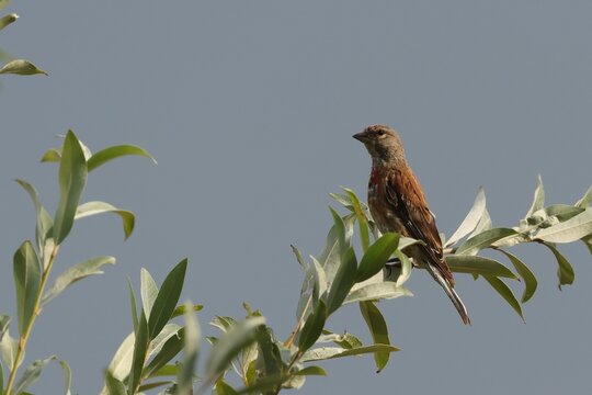 linotte m&eacute;lodieuse