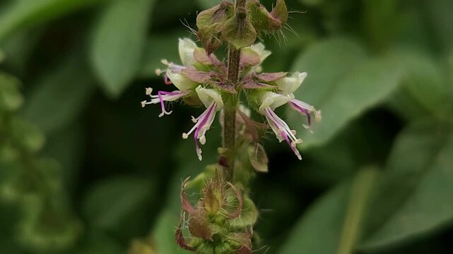 Holy Basil Tulsi Flowering Inflorescence with Tiny White and Purple Flowers, Botanical 4K Stock Footage