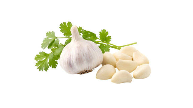 A vibrant still life showcasing a whole bulb of garlic alongside several separated peeled cloves complemented by fresh green cilantro sprigs offering