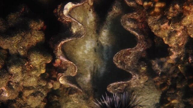 Giant clam shell open between corals, Tridacna gigas resting on underwater reef, marine biodiversity background, marine biology and nature science