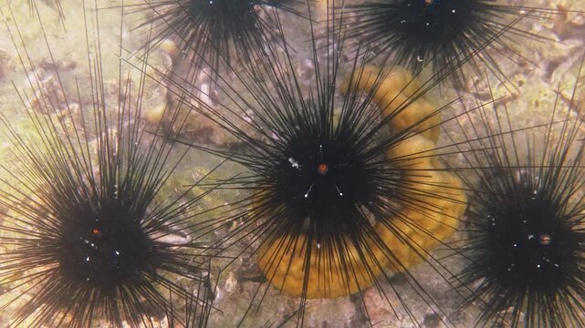 Black long-spined sea urchins resting on rocky reef, Diadema antillarum in tropical ocean habitat, marine biology research, underwater nature background