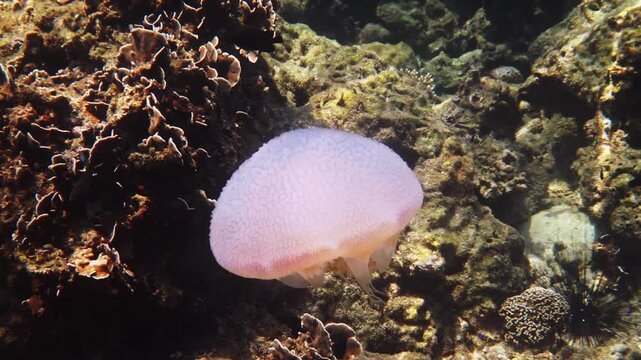 Purple cauliflower jellyfish, Crambione mastigophora, drifting over tropical coral reef, marine life observation, underwater nature background