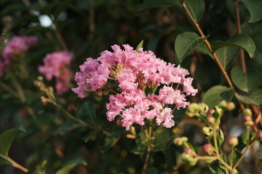 Close-up of Pink Crape Myrtle Flowers Blooming in Garden Sunlight