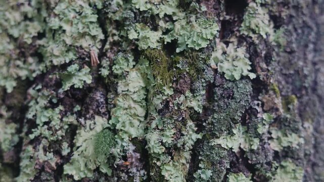Close up of pale green lichen growing on tree bark