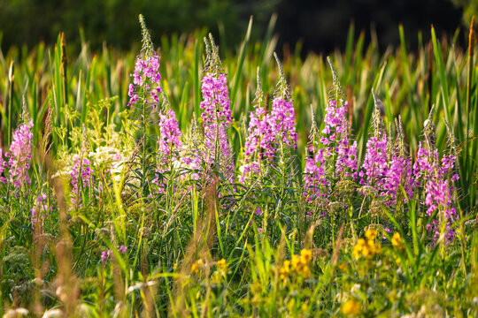 Vibrant purple fireweed blooms stand tall amidst a sun-kissed wild meadow. A beautiful summer landscape showcasing nature's untamed beauty