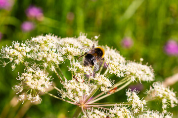 Close-up of a fuzzy bumblebee gathering nectar from a delicate white Heracleum sphondylium blossom in a sunny summer meadow © PhotoChur
