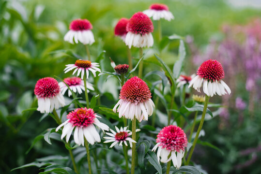 Echinacea Strawberry And Cream Coneflowers Close Up Outdoors