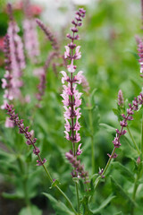 Obraz premium Salvia Rose Queen Sage Flower Spike
