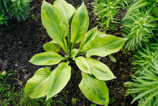 Rare Hosta Foxfire Palm Sunday with Unique Variegated Foliage in Garden