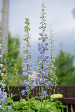 Elegant Blue and White Delphinium Flowers in Summer Garden