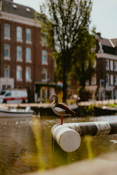 Duck perched on a railing by the canal in a city setting