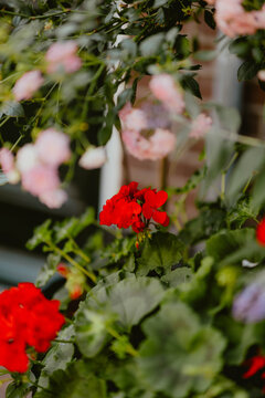 Vibrant red geraniums among soft pink blooms